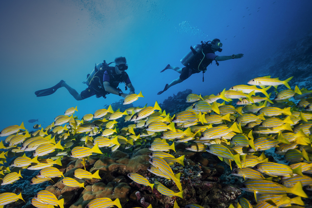 Maldives Scuba Diving Resorts Neoscapes Maldives